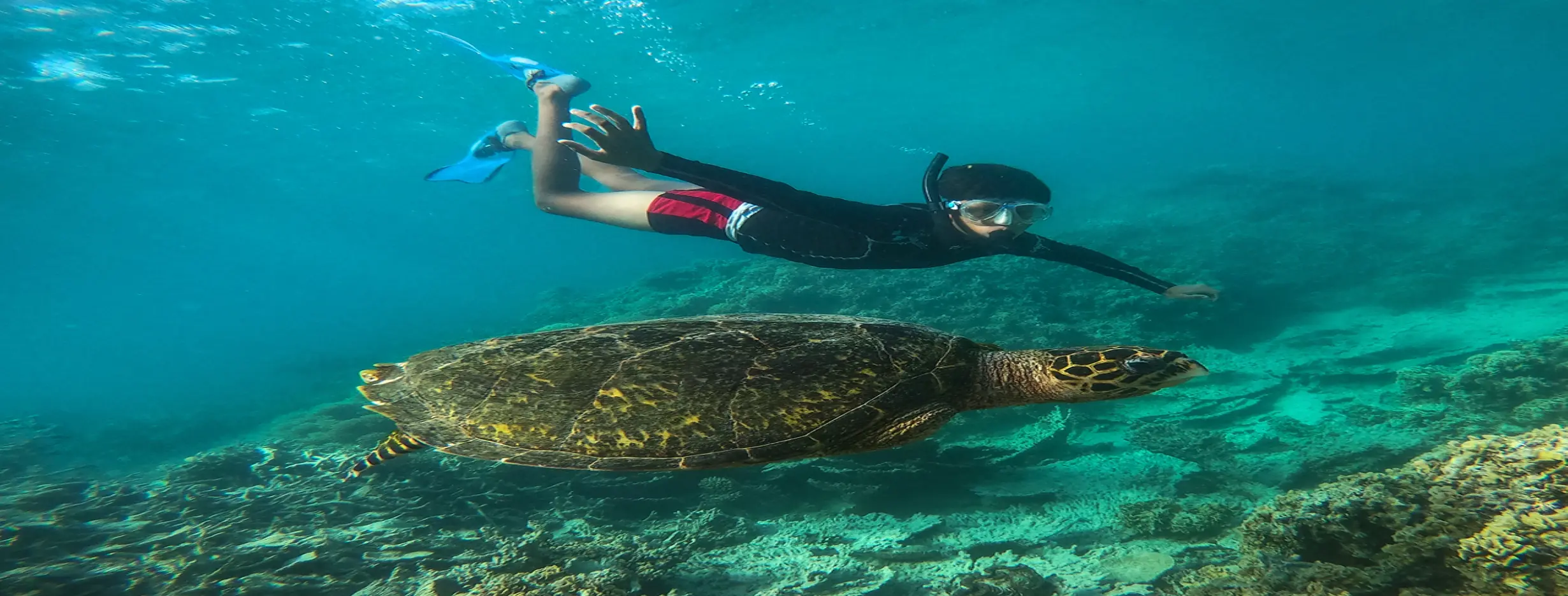Image for Snorkeling Excursion